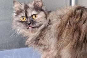 Fundkatze