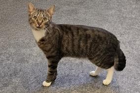 weiß-braun-getigerte Katze.