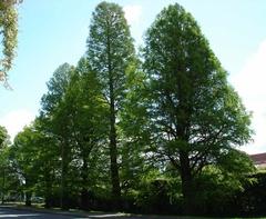 Naturdenkmal 1: Sumpfzypressenallee (Taxodium distichum) am Grillendamm