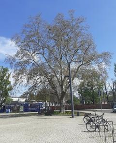 ND 12: Platane (Platanus x hispanica)