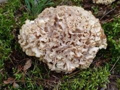 Krause Glucke Foto: Naturschutzzentrum Krugpark