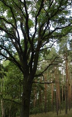 Naturdenkmal 6: 19 Eichen am Südrand des Malgefenns