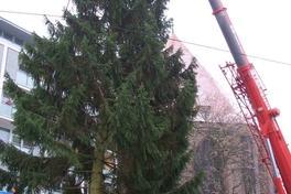 Fielmann-Tanne in der Havelstadt eingetroffen
