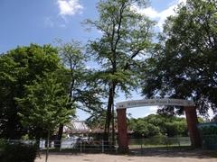 Naturdenkmal 24: Gleditschien (Gleditsia triacanthos) am Bornufer bzw. Genthiner Straße