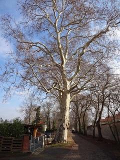 Naturdenkmal 15: 6 Platanen (Platanus x hispanica) auf der Schlossstraße in Plaue