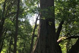 Ausschreibungen im Bereich Forsten