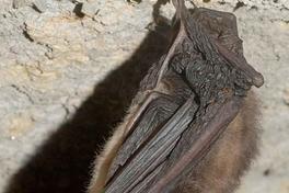 Fledermausnacht im Naturschutzzentrum Krugpark