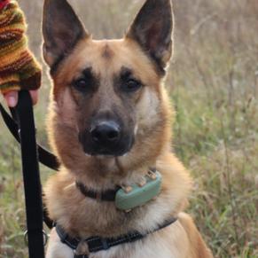 Schäferhund an der Leine