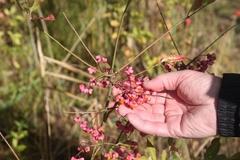 Die Belange des Natur- und Umweltschutzes genießen bei der "Inselverschiebung" höchste Priorität. Die Belange des Natur- und Umweltschutzes genießen bei der "Inselverschiebung" höchste Priorität.