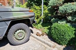 Zwischen Gebüsch und Geländewagen tauchte die Entenfamilie auf.