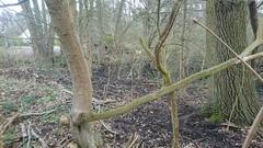 vom Müll befreiter Biotop