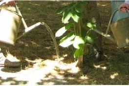 Aufruf zur Unterstützung beim Wässern von Bäumen