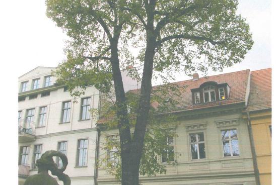 Baumfällung in der Straße Sankt Petri am Dom