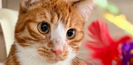 rot weiß gestreifter Kater