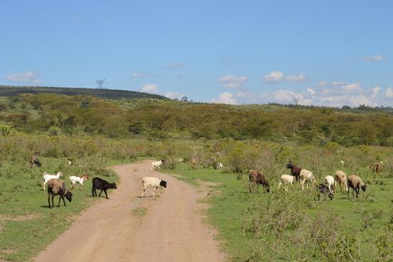 Kühe in freier Wildbahn