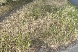 etwas höher stehender Rasen am Straßenrand