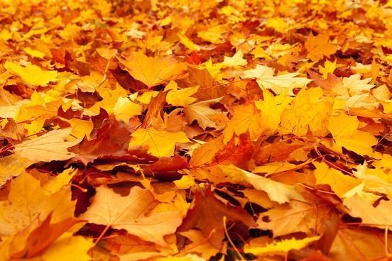 Herbstzeit – Zeit der Laubbeseitigung