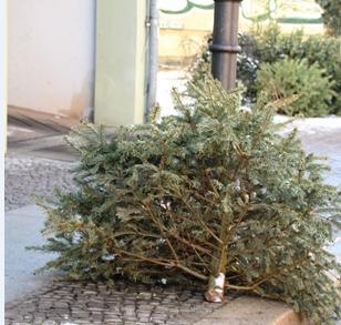 Weihnachtsbaum zum entsorgen