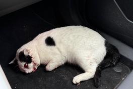 Der Kater wurde in Klein Kreutz angefahren und verletzt.