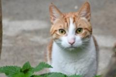 Tiere suchen ein Zuhause