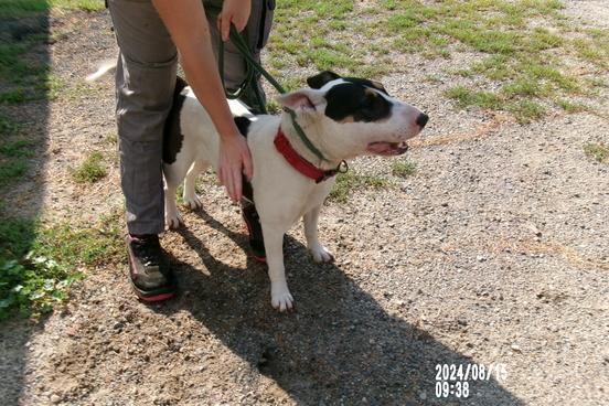 Dreifarbige Bullterrier-Hündin sucht ein neues Zuhause