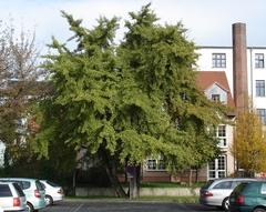 Naturdenkmal 4: Ginkgobaum (Ginkgo biloba) am Hof Hauptstraße 32/ Wollenweberstraße