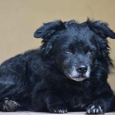 schwarzer Hund, der sitzt