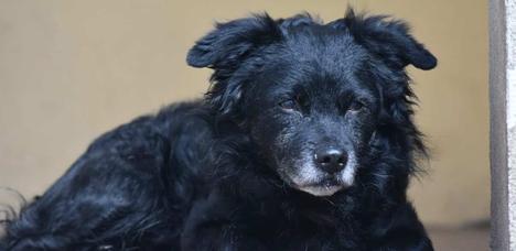 schwarzer Hund, der sitzt