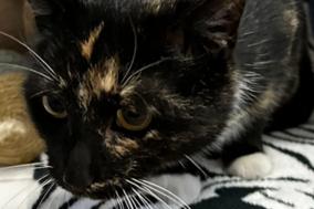 schwarz-braun-weiß-getigerte Katze.