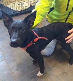 ausgesetzter schwarzer Hund