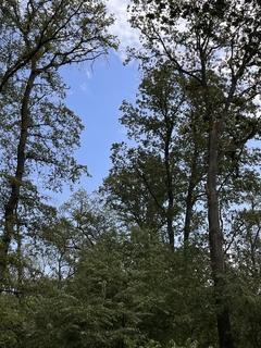 Auf rund vier Hektar ist ein Eichenbestand nahe der B 102 zwischen Brandenburg und Fohrde stark beschädigt.