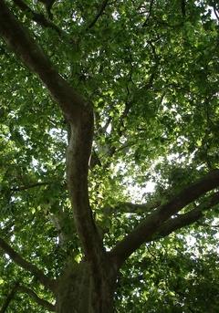 Naturdenkmal 31: Platane (Platanus x hispanica) an der Krakauer Landstraße