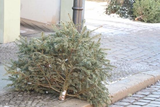 Abfuhr der Weihnachtsbäume in der Stadt Brandenburg