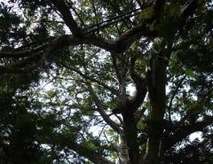 Naturdenkmal 38: 2 Eiben (Taxus baccata) Am alten Weinberg in Klein Kreutz (PRIVAT, nicht zugänglich)