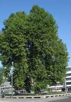 Naturdenkmal 13: Platane (Platanus x hispanica) Vor dem Hauptbahnhof