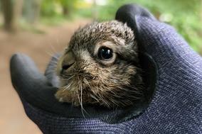 Hasenbaby auf der Hand.
