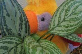 Niesel Piesel und der gestohlene Papagei