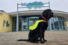 Labrador Cooper zählt zu den noch wenigen Assistenzhunden in der Stadt Brandenburg an der Havel.