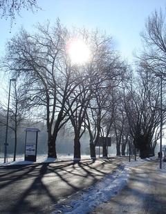 Naturdenkmal 16: Platanenallee (Platanus x hispanica) in Kirchmöser, Unter den Platanen