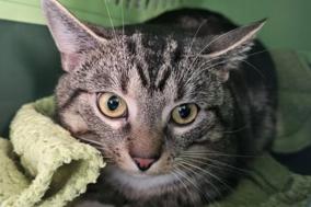 grau-schwarz getigerte Katze auf einer grünen Decke.