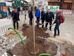 Oberbürgermeister Steffen Scheller, Bürgermeister Michael Müller und Mitglieder der Stadtverordnetenversammlung im Einsatz bei der Pflanzaktion auf dem Altstädtischen Markt.