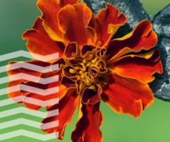 Im Rahmen der Gedenkveranstaltung wird es auch ein Straßentheater geben.