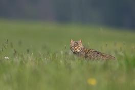 Die Wildkatze – Tier des Jahres 2018