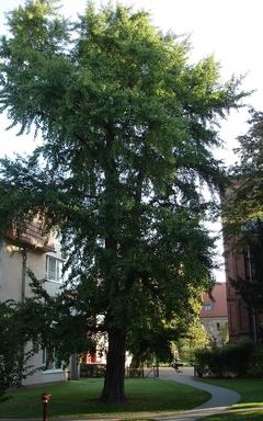 Naturdenkmal 11: Ginkgobaum auf der Neustädtischen Heidestraße (PRIVAT, nicht zugänglich)