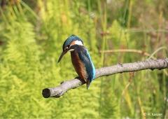 Eisvogel, Foto: H. Kasper