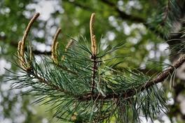 Abforstungen im Stadtwald zum Schutz des Baumbestandes