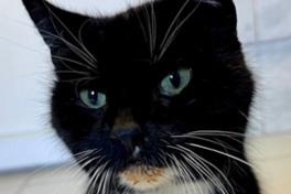 schwarz-weiße Katze