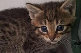 grau getigerte Babykatze.