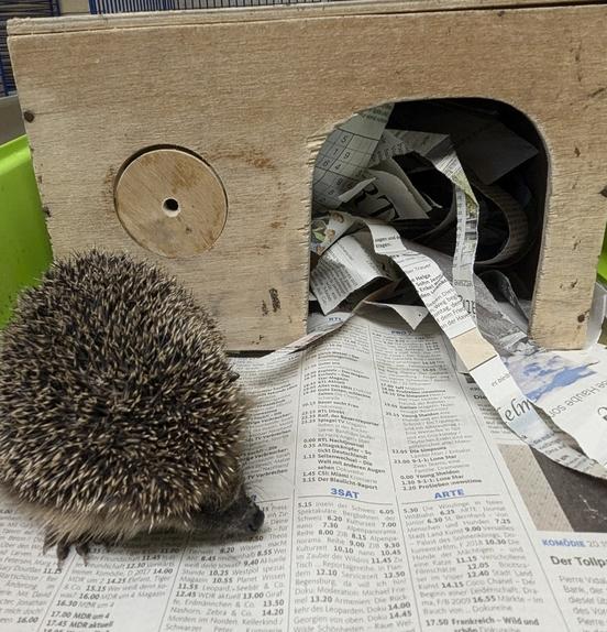 Igel vor seiner Behausung