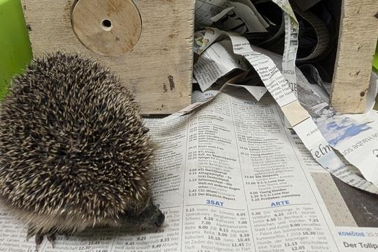 Igel vor seiner Behausung